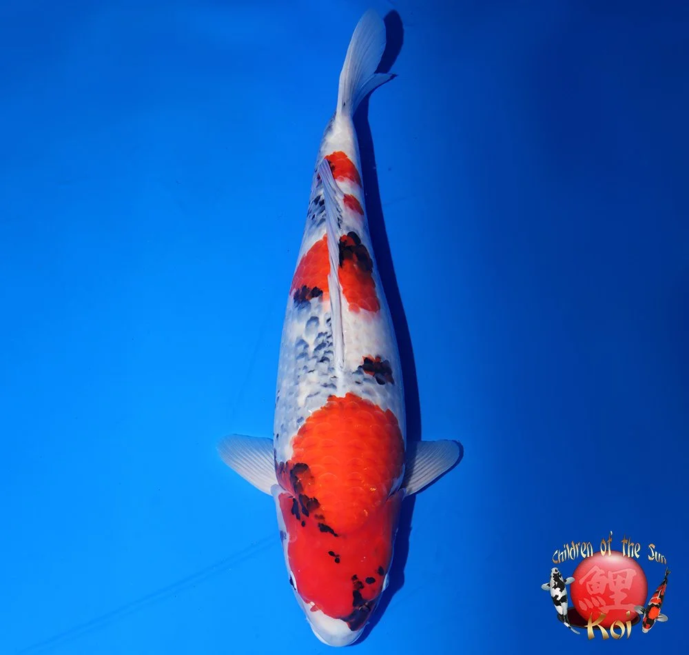 Isa Sansai Tancho Showa — Children of the Sun Koi - Japanese Koi